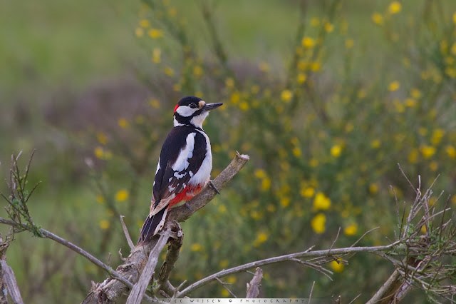 Grote Bonte Specht - Great Spotted Woodpecker - Dendrocopus major