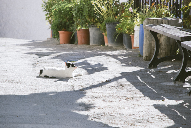 Gato al sol darrical