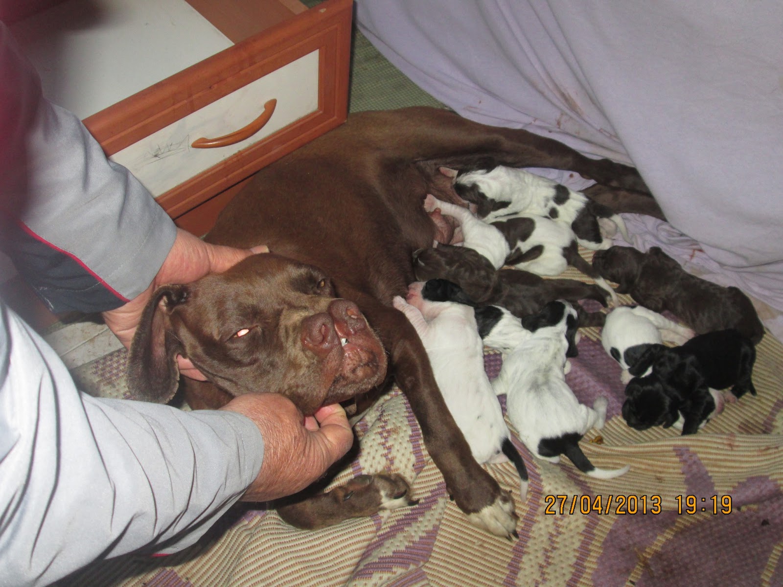 çatalburun av köpeği