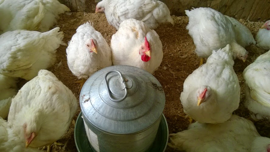 Want to raise your own chickens for the freezer?