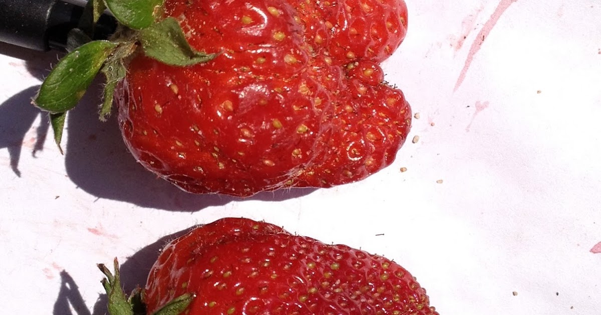 NC Small Fruit & Specialty Crop IPM What causes misshapen strawberries?