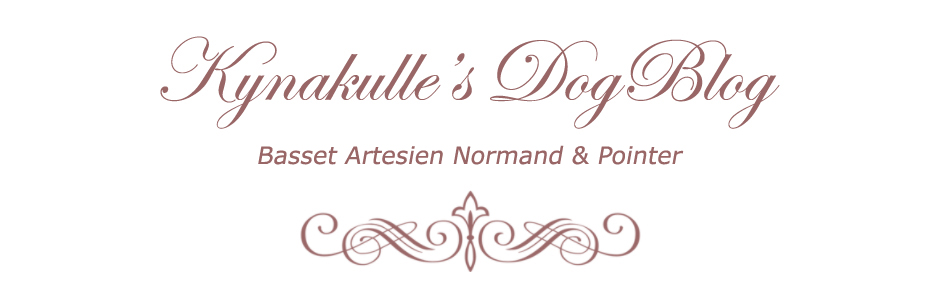 Kynakulle's DogBlog - Basset Artesien Normand & Pointer