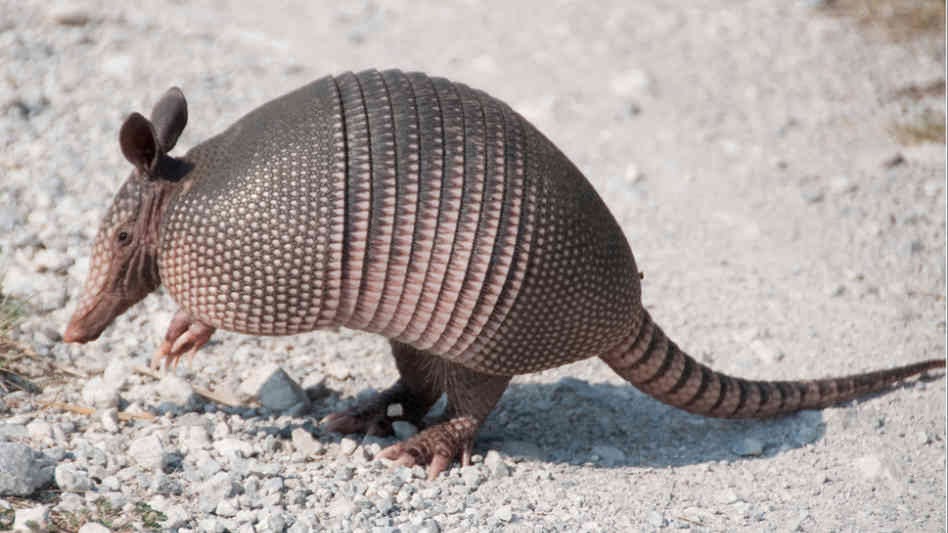 Armadillo Wild Life World