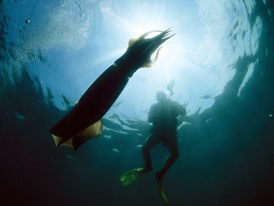 calamar gigante calamar gigante