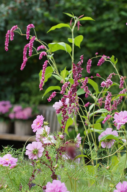 Hydrangea Macrophylla Hortensia White Stock Photos Hydrangea