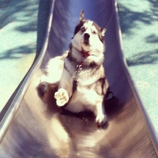 Cute dogs - part 11 (50 pics), husky dog playing slide