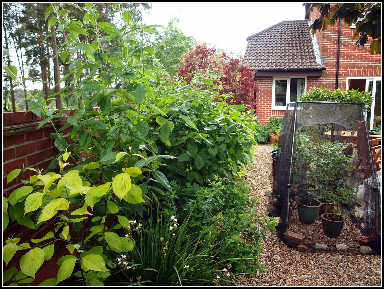 Mark's Veg Plot Pruning Dogwood shrubs