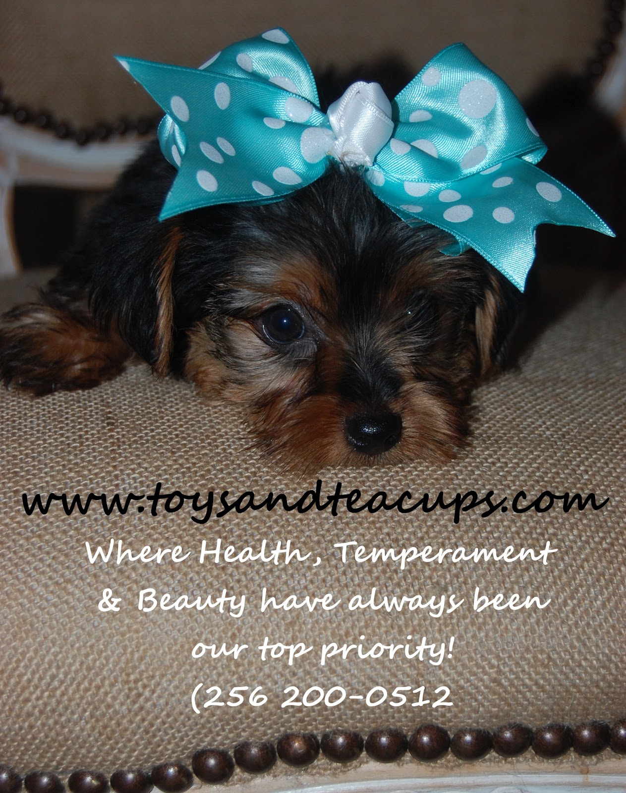 Alabama Toys & Teacups Teacup Yorkie Puppies