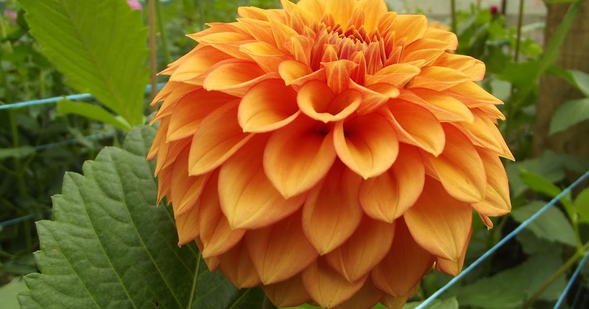 Australian Dahlias and Tubers Popular Types of Dahlias