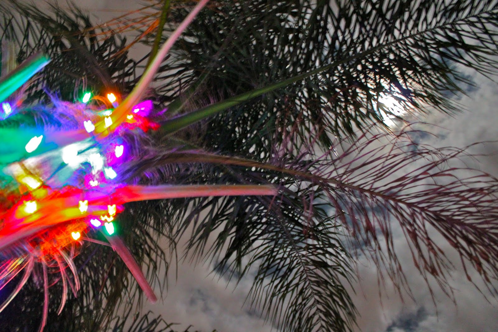 Christmas Lights in Palm Trees Phillip's Natural World