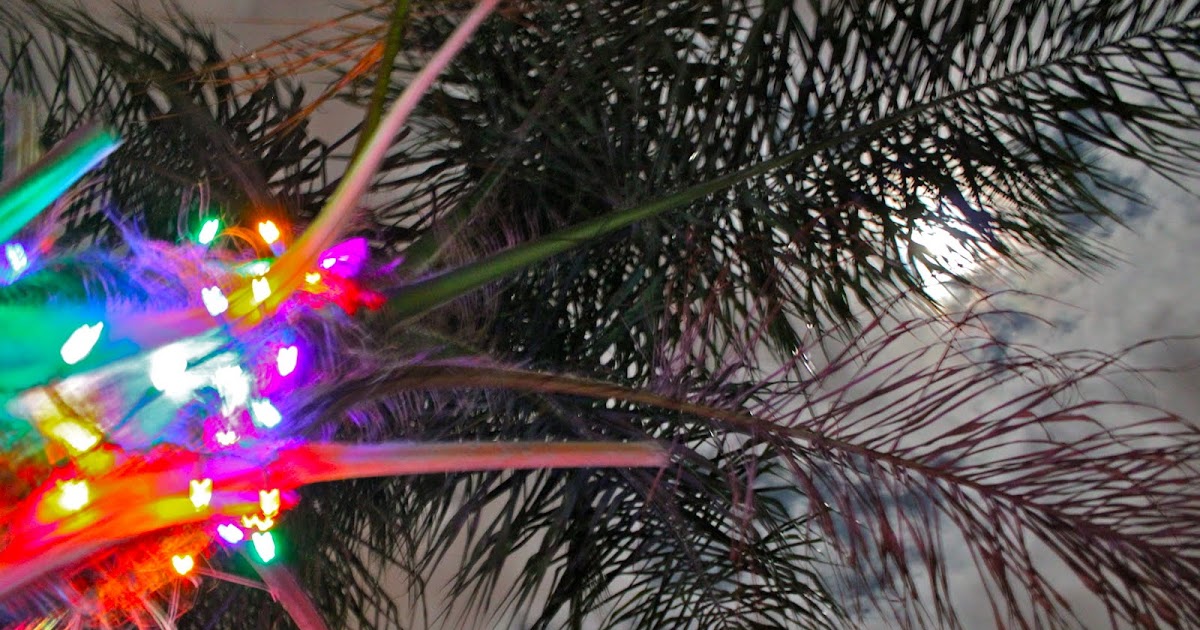 Phillip's Natural World Christmas Lights in Palm Trees