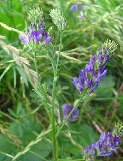 alfalfa penggalak susu