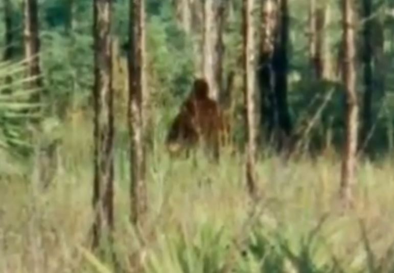 These Skunk Ape Witnesses Sound Very Believable