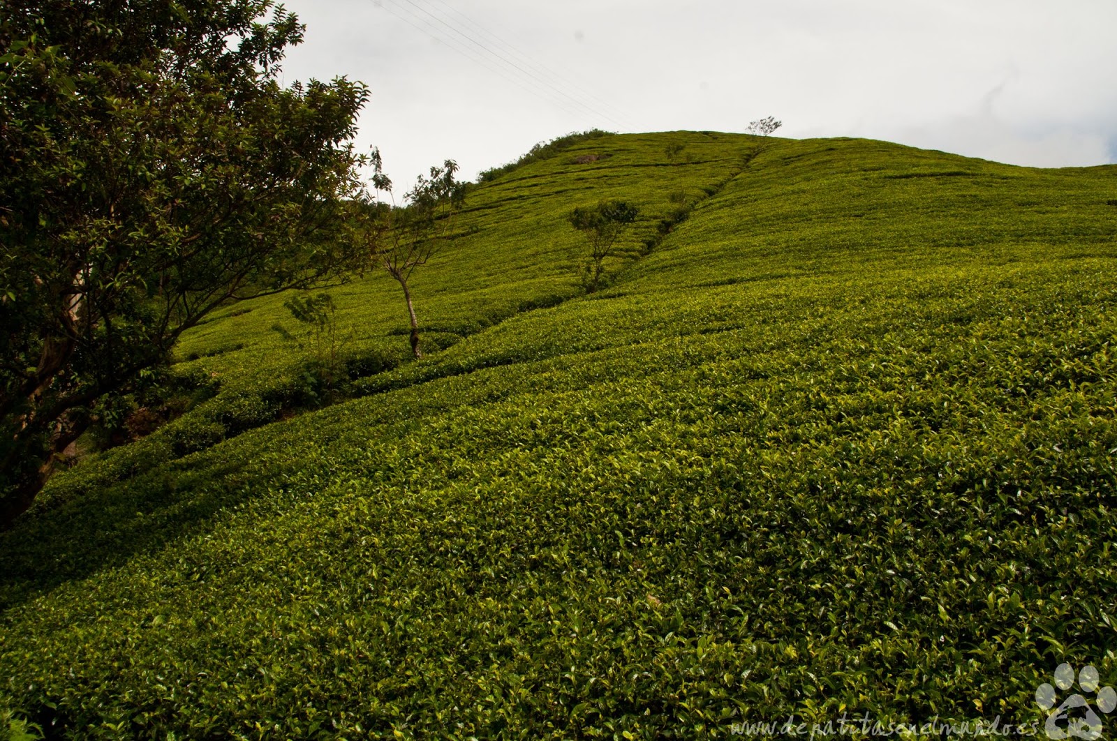 Plantaciones de Mackwoods