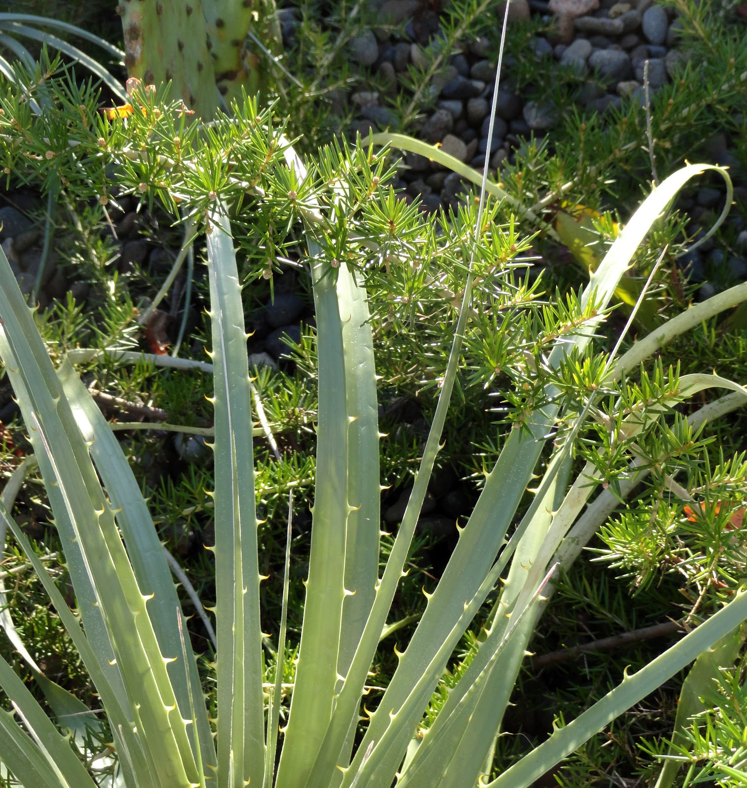 danger garden Grevillea juniperina 'Molonglo' my favorite plant in the