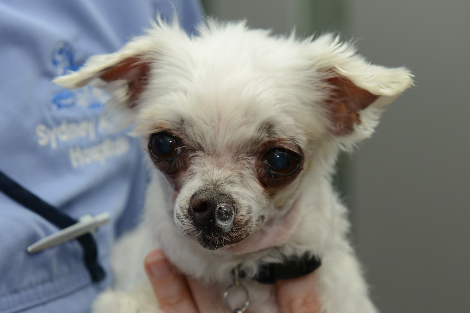 Why Is My Dog Blowing His Nose