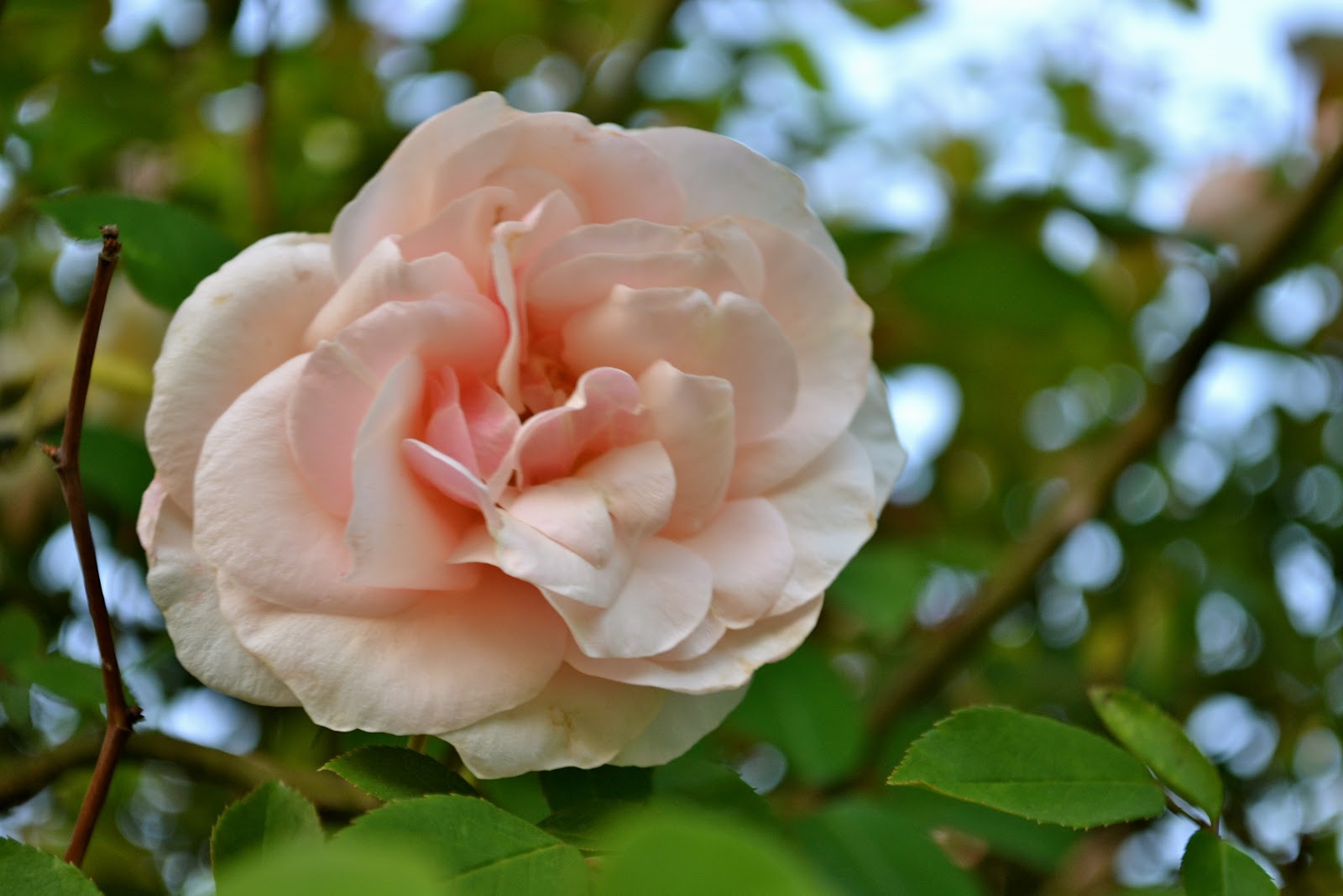 THE FRENCH HUTCH PETALS FROM THE PAST