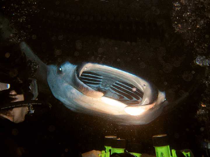 Manta Boats
