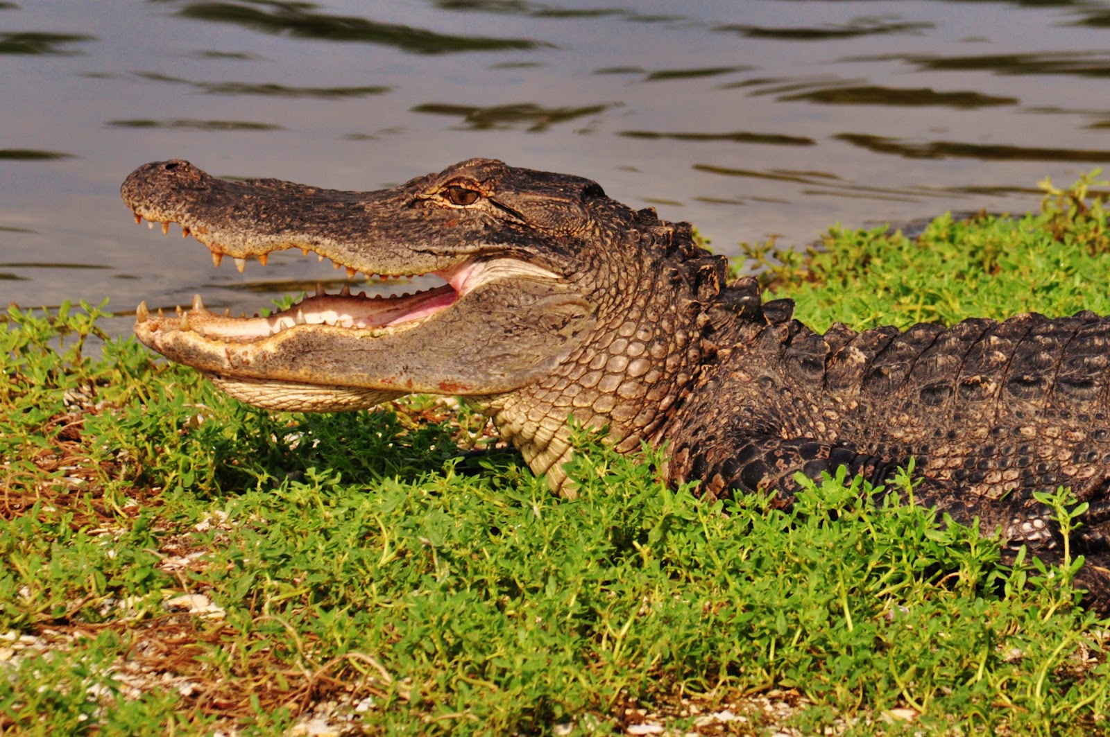 Wildlife Photography by Gareth Rasberry Alligators and Great Egret at Huntington Beach State