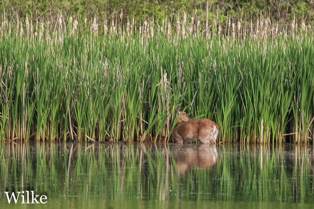Deer and fawn take a dip Deer and fawn take a dip
