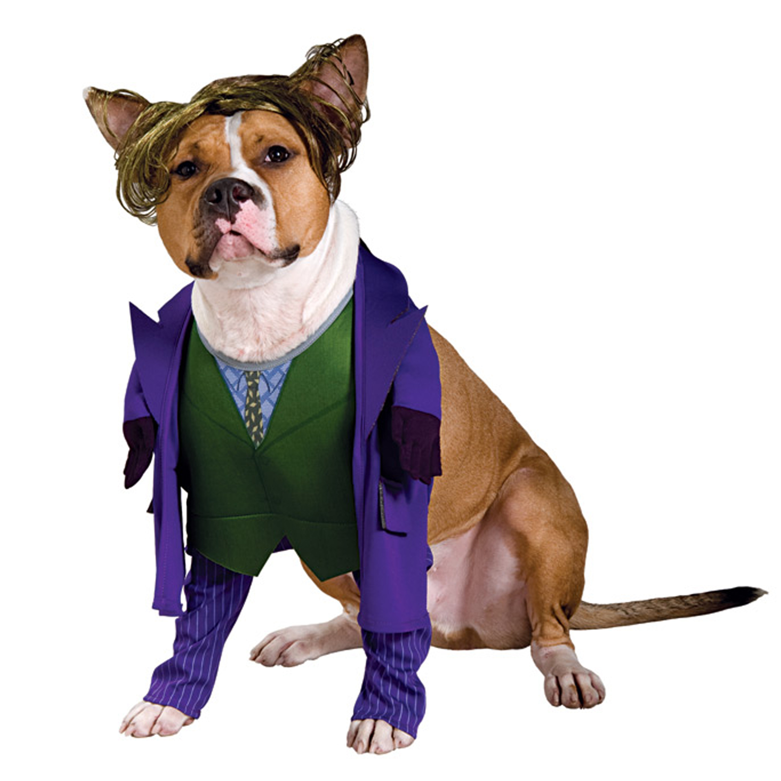 National Dress Up Your Pet Day Style Of Doggie Dress Up