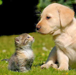 dog and cat