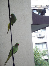 Wild Rose-Ringed Parakeets outside my balcony near "Mittoo's cage".(Thursday 16-8-2012)