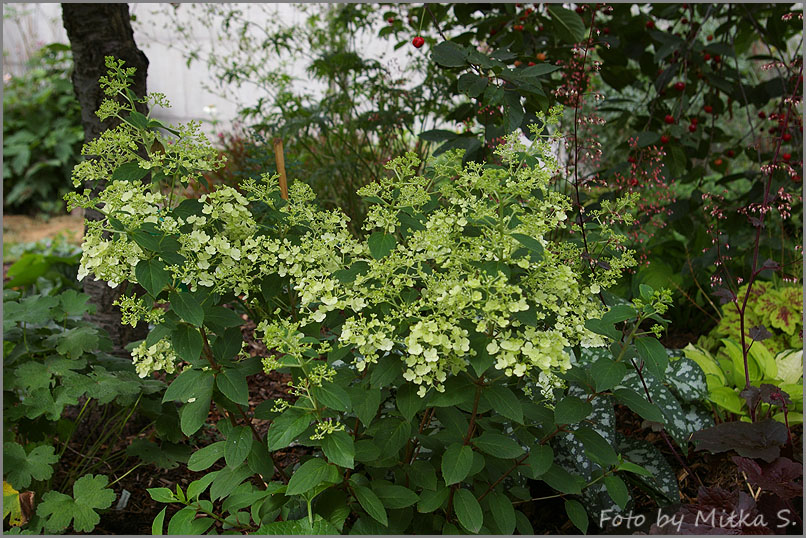 Hydrangea Macrophylla Hortensja Ogrodowa Mrs Kumiko Syn Aska
