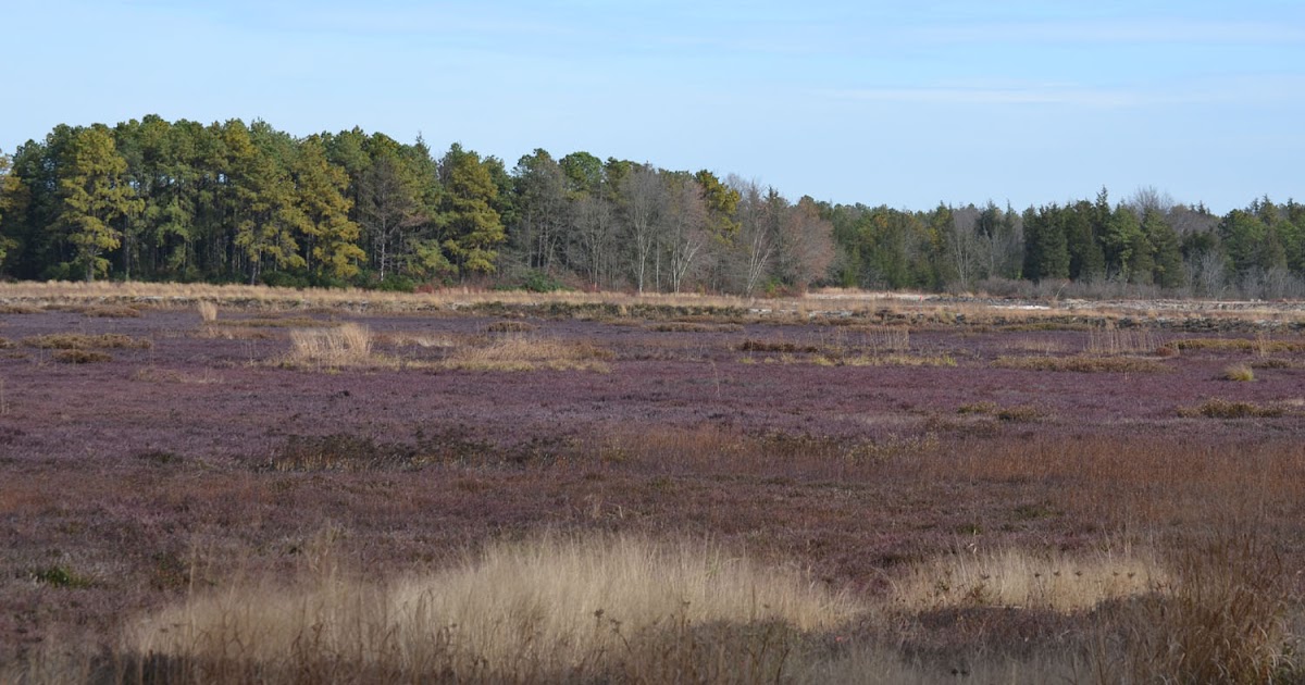 Woods Walks and Wildlife A Pine Barrens Bog