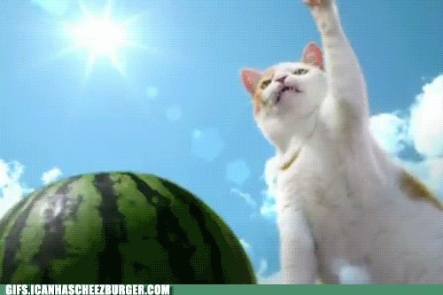 funny-animal-gifs-hiiiiiiiiiiii-ya.gif funny-animal-gifs-hiiiiiiiiiiii-ya.gif