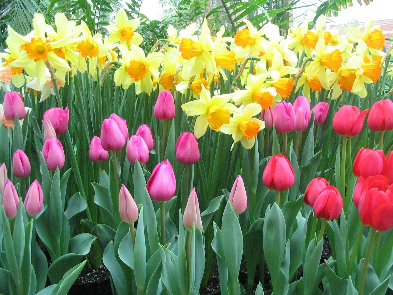 How to Do a Tulip Landscape in Watercolor How to Do a Tulip Landscape in Watercolor new images How to Do a Tulip Landscape in Watercolor How to Do a Tulip Landscape in Watercolor new pictures