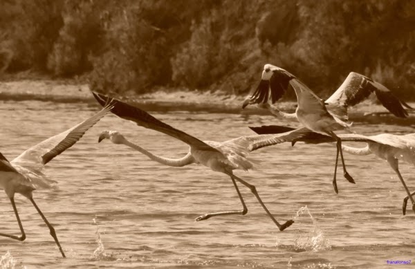 Flamencos