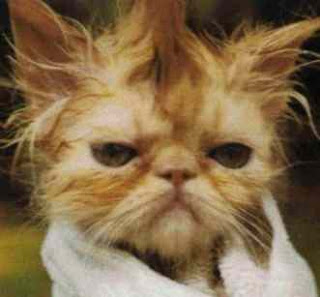 Gambar Kucing Aneh Gambar Kucing Aneh