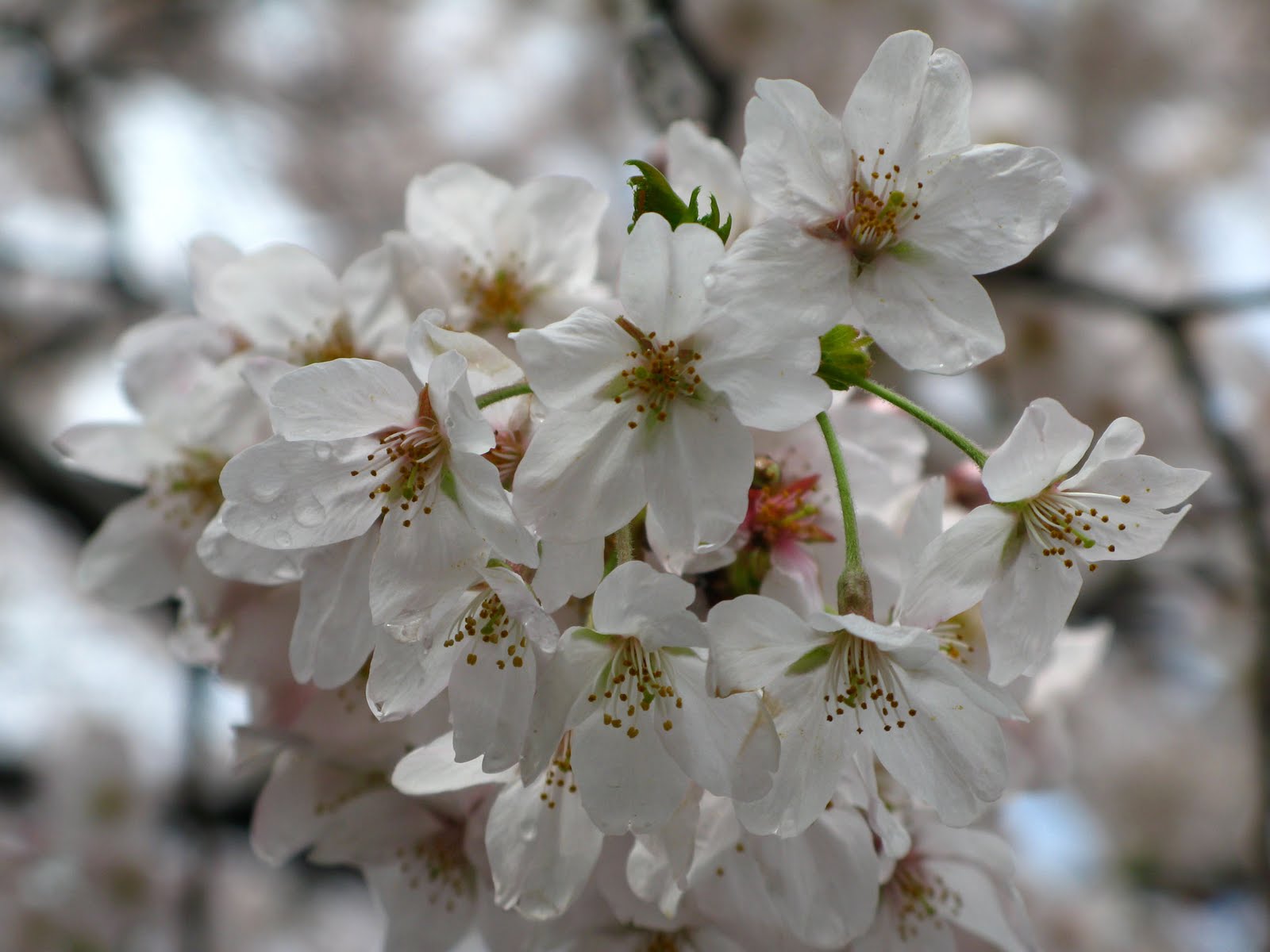White Sakura