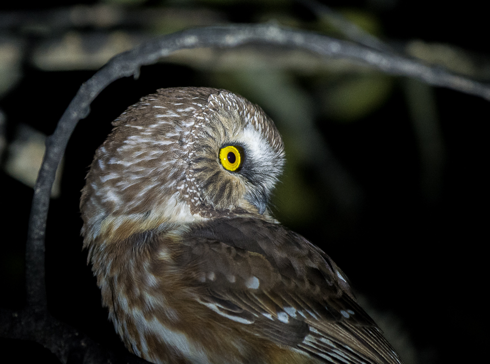 NeoVista Birding Lateseason Hotspot for Small Mountain Owls