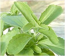 ) – Isang uri ng halamang gamot na matatagpuan sa Paraguay. Ito
