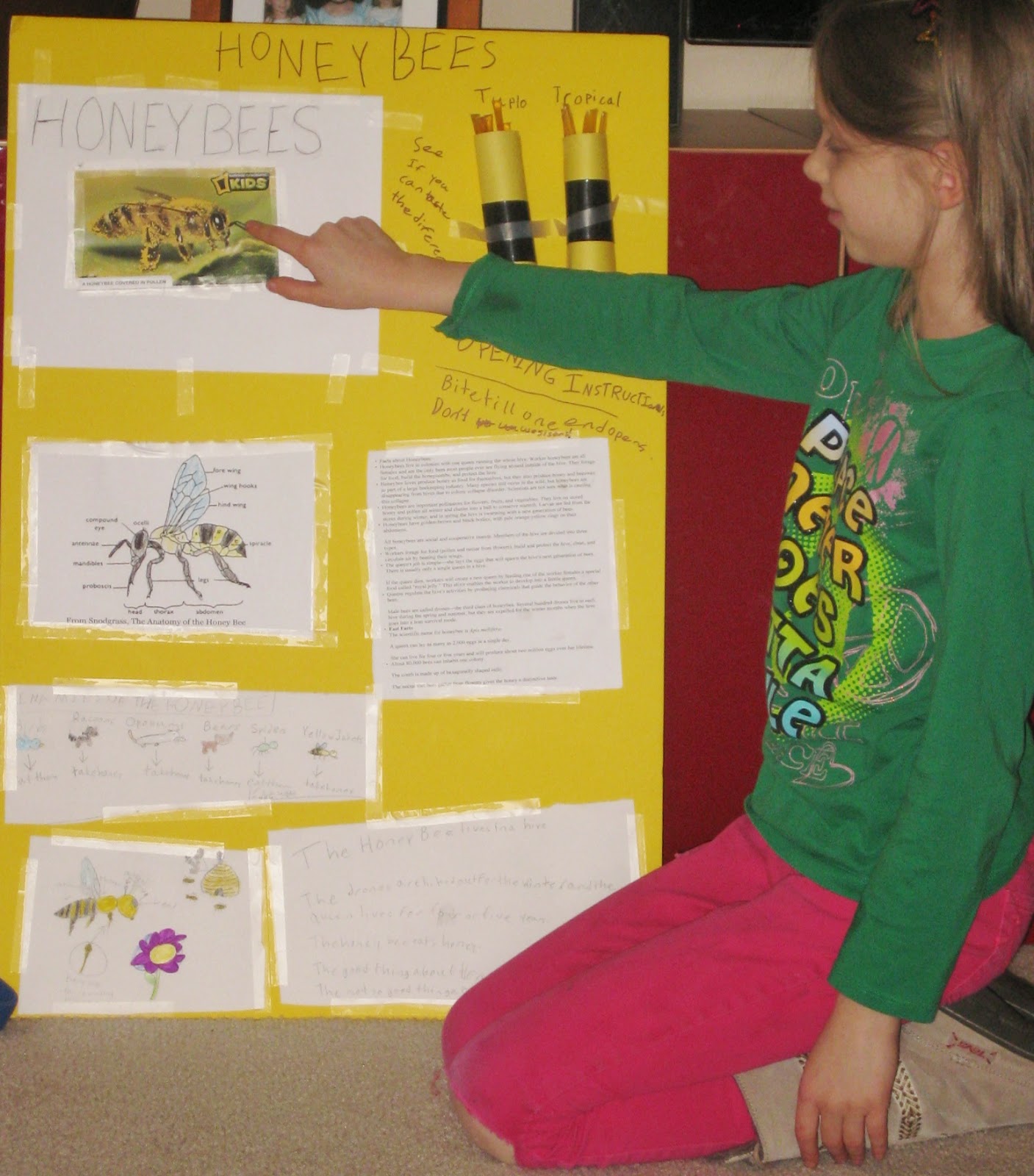 Kapers, Cookies, and Campfires Brownie Badge Bugs