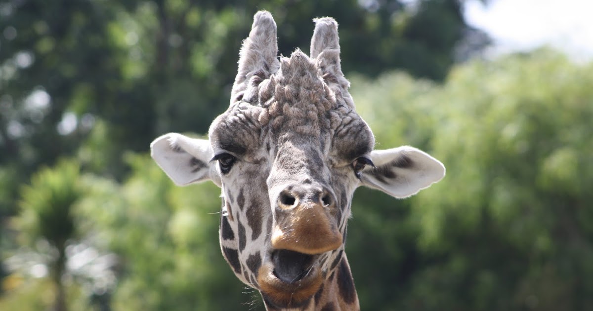 Discovering NZ Amazing Auckland Zoo!