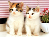 cute cats