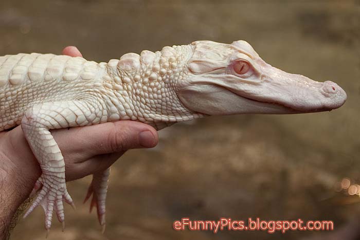Baby Albino Alligator