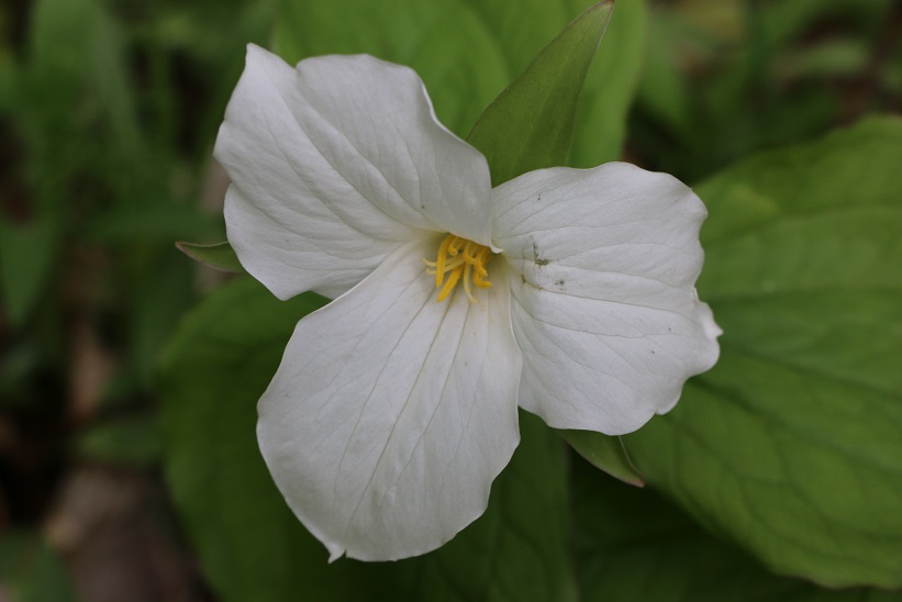Michigan Exposures Some Trillium