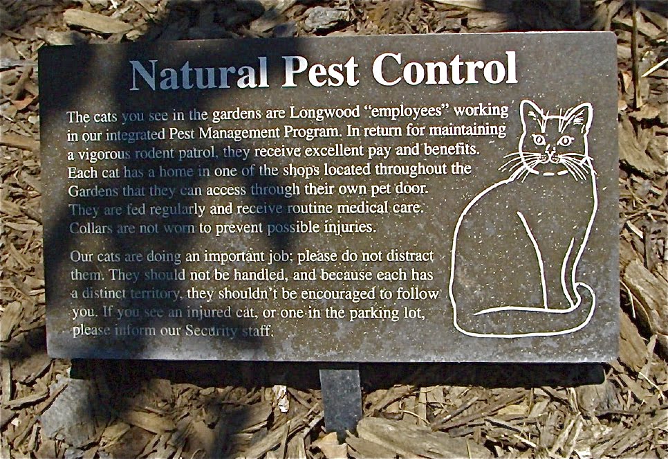 Catsparella 10 Working Cats Worth More Than Their Weight in Kibble