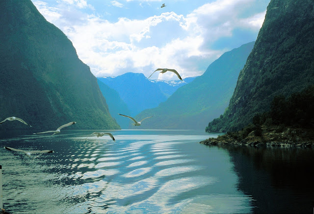 Seasgulls chasing the boat on a voyage down the Sognefjord in Norway. All content and photography are the property of EuroTravelogue™ unless specifically noted. This photo only: Jens Henrik Nybo and Visitnorway.com.