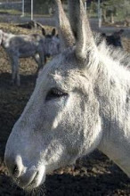 RAZA DE ASNO ANDALUZ EN PELIGRO DE EXTINCIÓN