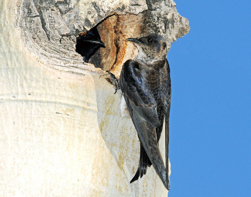 Birding Is Fun! Purple Martins in Utah