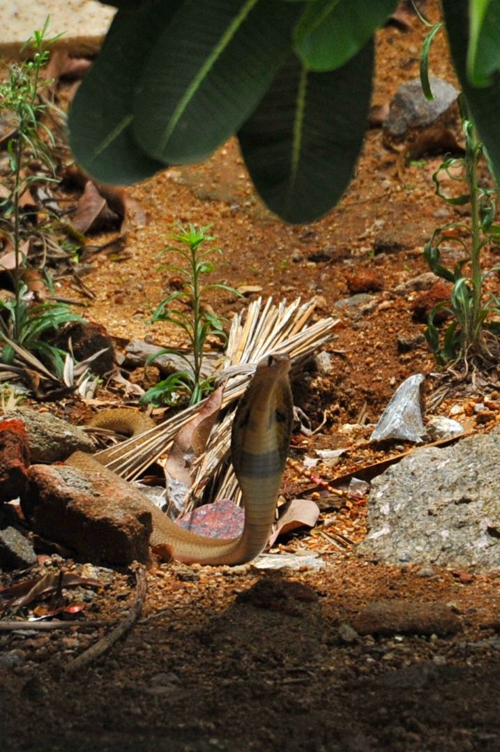 Snakes Snakes In India