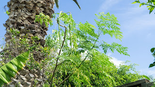 Moringa Tree With Pods