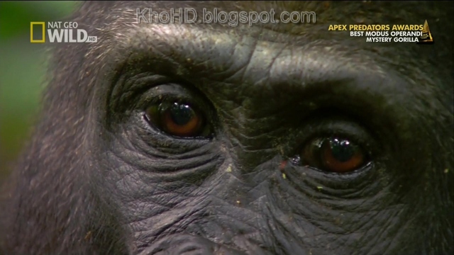 Mystery+Gorilla+(2009)+1080i+HDTV_KhoHD+(Viet)%5B10-54-30%5D(1).JPG