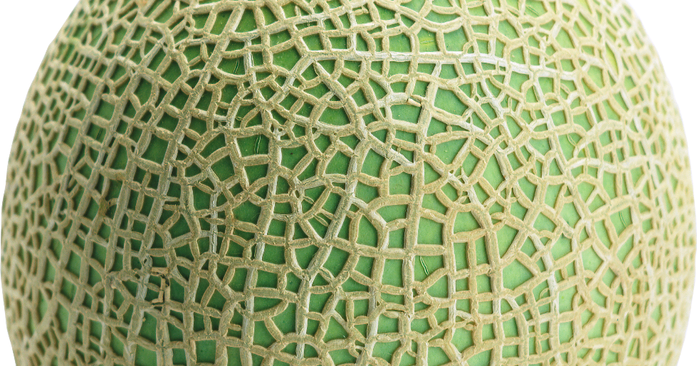 the Produce Clerk's Handbook How To Handle Cantaloupe