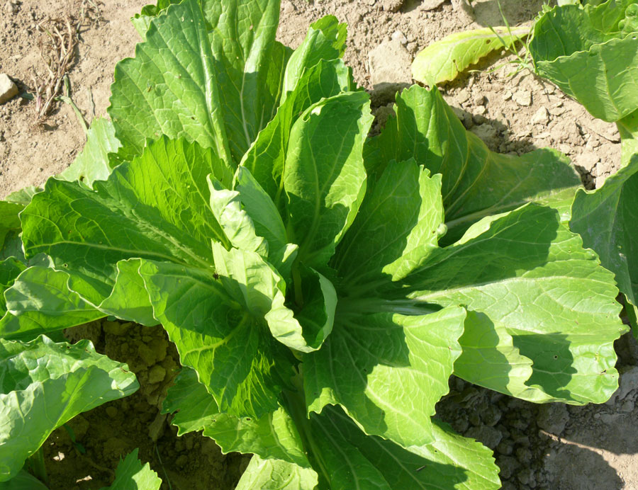 Exotic Herbs and Plants in Mao Naga Cuisine Part I